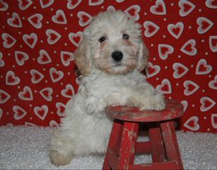 True Mini Goldendoodles Puppies Available Now - Dog Breeders