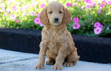 Moss Creek GoldenDoodles English F1 - Dog Breeders