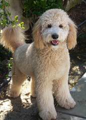 Griffith Kennels Ckc Mini/Toy Goldendoodle Puppies - Dog Breeders