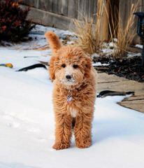 Petite Goldendoodles From Timshell Farm - Dog Breeders