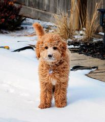 Mini & Std. Goldendoodles - Dog Breeders