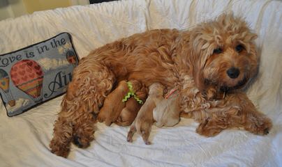 Petite And Mini Goldendoodles With Teddy Bear Faces - Dog Breeders