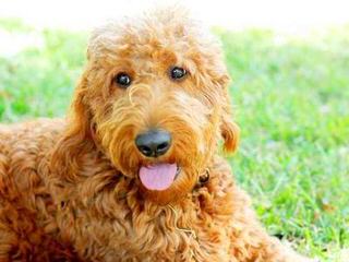 Doodles By Donna F1 & F1b Goldendoodles - Dog Breeders