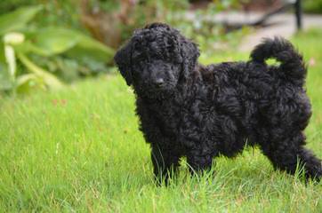 Griffith Kennels Ckc Mini/Toy Goldendoodle Puppies - Dog and Puppy Pictures