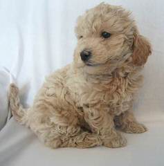 California: Mini/Petite/Toy/Micro Mini/Medium/Standard Goldendoodles - Dog Breeders