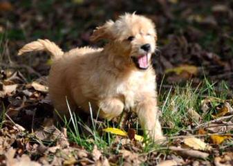 Serene Miniature Goldendoodles - Dog and Puppy Pictures