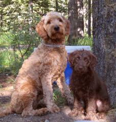 Moss Creek GoldenDoodles English F1 - Dog and Puppy Pictures