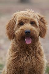 Griffith Kennels Ckc Mini/Toy Goldendoodle Puppies - Dog Breeders