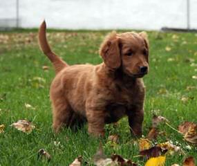 Burr Oaks Dood Ranch. Mini’s & St. Goldendoodles - Dog Breeders