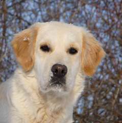 Schlabach Goldens - Dog and Puppy Pictures