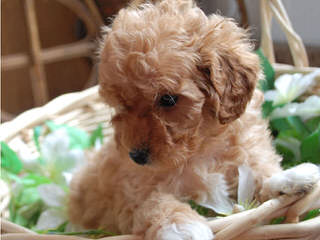 Utah Goldendoodles, Mini And Standard - Dog Breeders