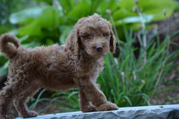 Cow Creek Doodles – Mini Goldendoodles - Dog and Puppy Pictures