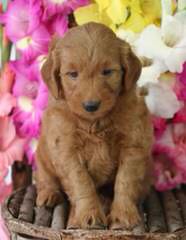 True Mini Goldendoodles Puppies Available Now - Dog Breeders