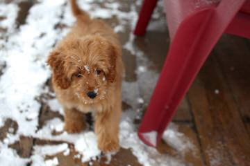 Goldendoodles - Dog and Puppy Pictures