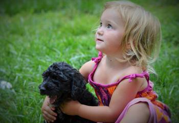 Petite Goldendoodles From Timshell Farm - Dog Breeders