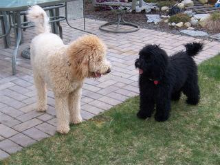 Doodles By Donna F1 & F1b Goldendoodles - Dog and Puppy Pictures