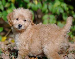 Del-Frunessa’s English & American Goldendoodles Specializing In English Teddy Bear Golde - Dog Breeders