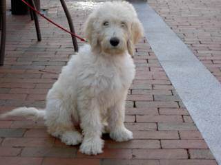 Golden Doodle Mini Puppies - Dog and Puppy Pictures