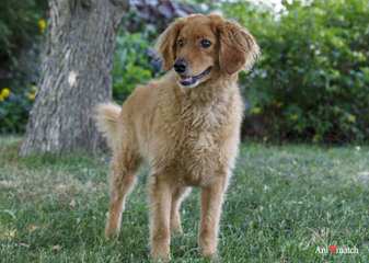 Utah Goldendoodles, Mini And Standard - Dog Breeders