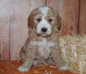 Doodles By Donna F1 & F1b Goldendoodles - Dog Breeders