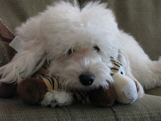 Golden Doodle Mini Puppies - Dog Breeders