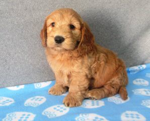 Miniature Goldendoodle Luxury Pets - Dog Breeders