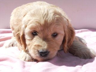 Moss Creek GoldenDoodles English F1 - Dog and Puppy Pictures