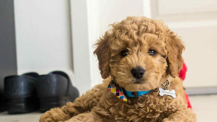 California: Mini/Petite/Toy/Micro Mini/Medium/Standard Goldendoodles - Dog Breeders