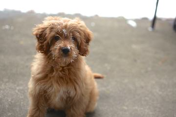 Mini & Petite Goldendoodles - Dog Breeders