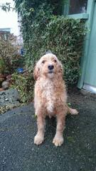 Mini Goldendoodles Available - Dog Breeders