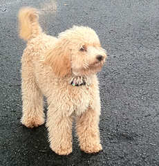 Utah Goldendoodles, Mini And Standard - Dog and Puppy Pictures