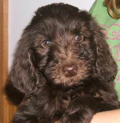 Del-Frunessa’s English & American Goldendoodles Specializing In English Teddy Bear Golde - Dog and Puppy Pictures