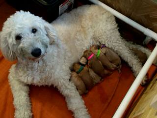 Goldendoodle/Mini/Petite Golden Doodles! - Dog Breeders