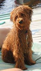 Stroodle’s Doodles, Petite, Medium And Mini Goldendoodles - Dog Breeders