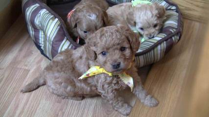 Petite Goldendoodles From Timshell Farm - Dog Breeders