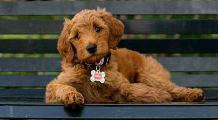 Serene Miniature Goldendoodles - Dog Breeders