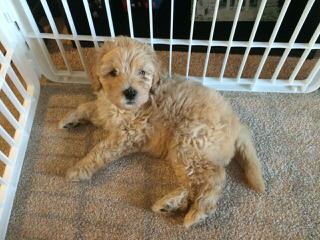 Sandy Ridge – Miniature Goldendoodles - Dog Breeders