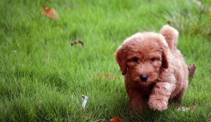 Serene Miniature Goldendoodles - Dog and Puppy Pictures