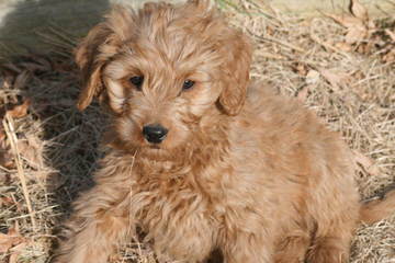 Stroodle’s Doodles, Petite, Medium And Mini Goldendoodles - Dog Breeders