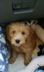 Petite Goldendoodles From Timshell Farm - Dog and Puppy Pictures