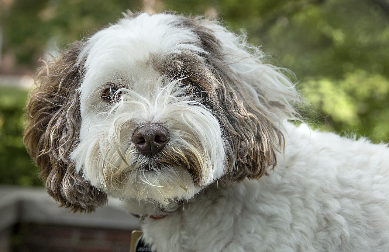 Miniature Labradoodle Dogs and Puppies