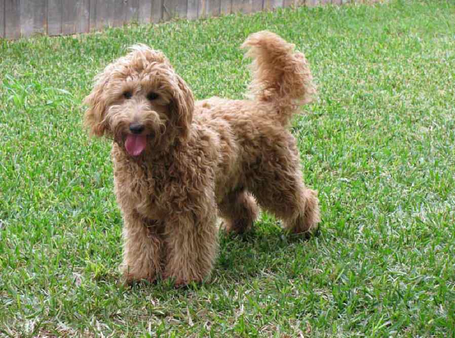 Miniature Labradoodle Dogs and Puppies