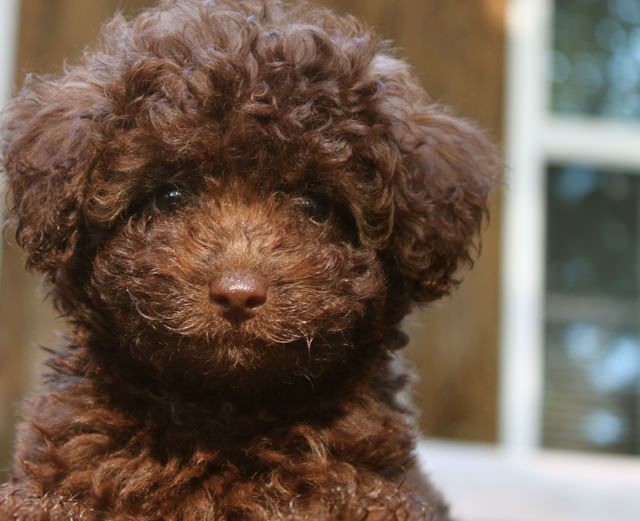 Miniature Labradoodle Dogs and Puppies