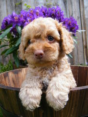 Doodle Downs – Red, Chocolate, Phantom, Cream/Apricot Fb Labradoodle Pups Available! - Dog and Puppy Pictures