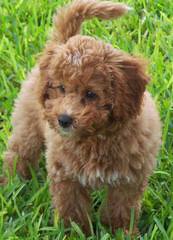 Red Rock Labradoodles-Red F1b Labradoodle Puppies - Dog Breeders