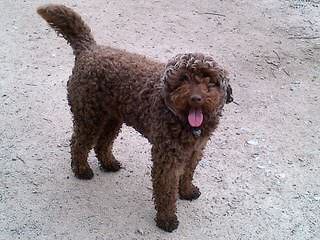 Miniature Labradoodles - Dog Breeders