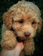 Family-Raised F1b Labradoodle Puppies - Dog Breeders