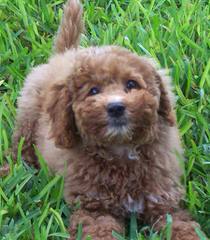 Morning Smile Labradoodles – Quality Australian Multigen Puppies - Dog and Puppy Pictures