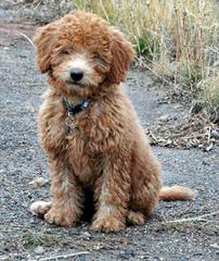 Riverbend Labradoodles - Dog Breeders