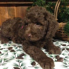 Australian Labradoodle Puppies - Dog Breeders